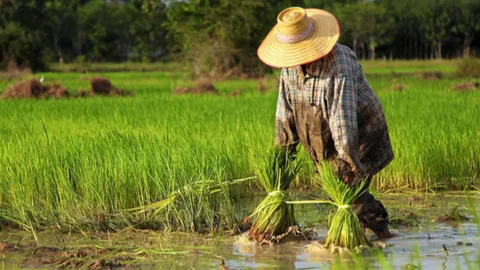 "บิ๊กตู่" จ่อ ลุย"สุพรรณบุรี" พรุ่งนี้ มอบเงินช่วยเกษตรกรผู้ปลูกข้าว