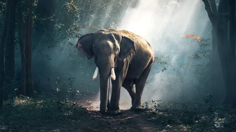 กระทรวงทรัพยากรธรรมชาติและสิ่งแวดล้อมจัดทำระบบบริหารจัดการสัตว์ป่า