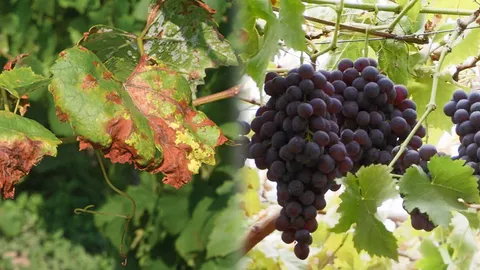 องุ่นระวังราน้ำค้าง