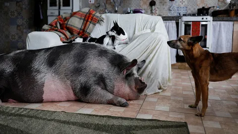 รักนะยัยหมูอ้วน