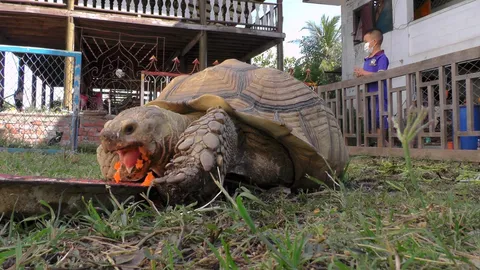 "เลขเด็ด" เต่ายักษ์ซูลคาต้า ชาวบ้านถือเคล็ด เลขไหนไม่ถูกกินง่ายๆ (คลิป)