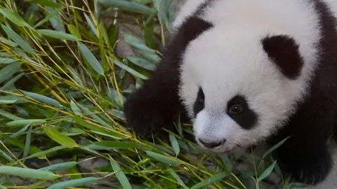 ฟอสซิลแพนด้ายักษ์อายุกว่าแสนปีพบในจีน