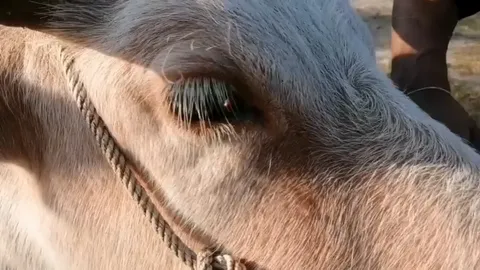 วัดค้างค่าสร้างโบสถ์ อาจไม่ต้องขายควายใช้หนี้  มีคนบริจาคแล้ว 4 แสน