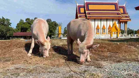 เจ้าอาวาสวัดอีแงว เผยไม่ขายควายเผือกแล้ว ขณะที่ยอดบริจาคทะลุ 1.6 ล้าน (คลิป)