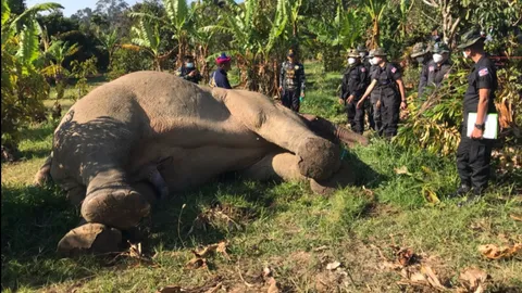 ปิดตำนาน "สีดอแดง" ช้างป่าเจ้าถิ่นจันทบุรี ไฟช็อตตายคาสวนทุเรียน