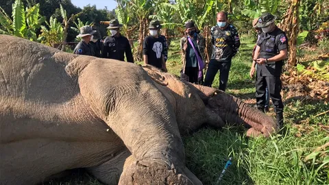 ช็อตดับทุรน ช้างสีดอแดง จิตอาสาเศร้า ตัวดังจันทบุรี