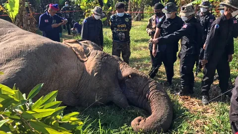 สิ้นช้างสีดอแดง