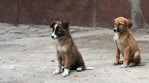 น้ำตาจะไหล แม่-ลูกสุนัขจรจัด ช่วยดูแลให้ไออุ่นทารกถูกทิ้งในอินเดีย 