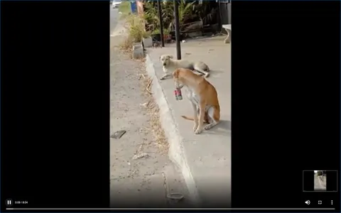 สุดสงสาร น้องหมา ลิ้นติดฝาปลากระป๋อง กู้ภัยยิงยาสลบช่วย (คลิป)