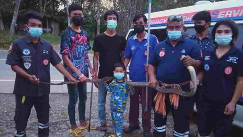 หนุ่มตรังช็อกจงอาง 3 เมตรเข้าบ้าน คาดเป็นงูเจ้าที่ บนบานต่างคนต่างอยู่