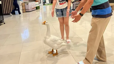 อัปเดตอาการ "น้องห่าน" หลังผ่าตัดเอาลวดออก วิ่งปร๋อ เจ้าของมารับกลับบ้าน