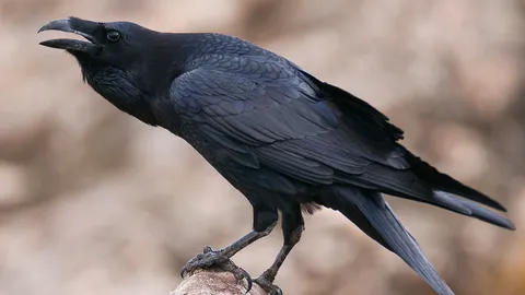 กาที่ถูกรังเกียจ