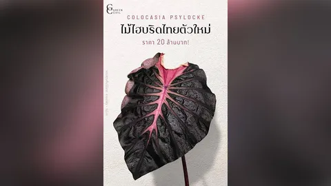 งานร่วมพลังหัวใจคนรักไม้ใบด่างในไทย (พร้อม! Colocasia Thailand Fair)