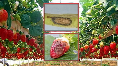 สตรอว์เบอร์รีระวังแอนแทรคโนส