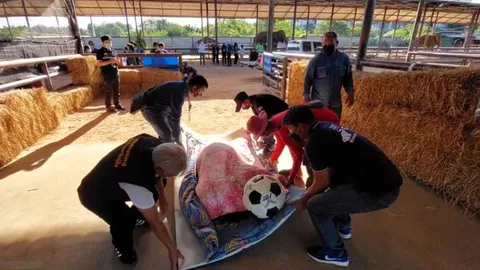 สัตวแพทย์แจง "พังฟ้าใส" ตายจากทางเดินอาหารล้มเหลว ขาดภูมิคุ้มกันในนมช้าง (คลิป)