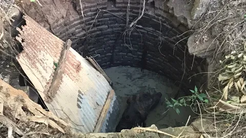 จุดพลุปีใหม่สนั่นฟ้า น้องหมาตกใจวิ่งตกบ่อส้วม ร้อนกู้ภัยลงไปช่วยขึ้นมา (คลิป)