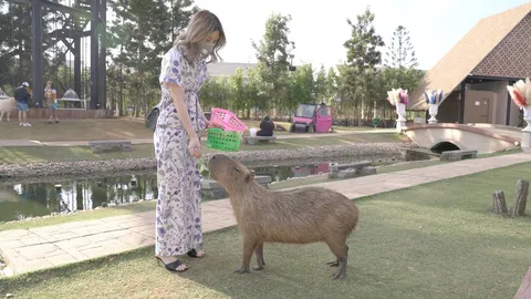 เจ้าของสวนสัตว์ช้ำ วอนคนทำร้าย "คาปิบารา" เข้ามาคุย ยันน้องใจดี-เชื่องมาก (คลิป)