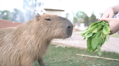 อัปเดตอาการ "จอนนี่" คาปิบาราโดนทำร้าย กินอาหารได้ปกติ เริ่มกลัวคนเล็กน้อย