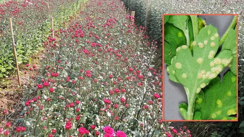 เบญจมาศระวังราสนิมขาว