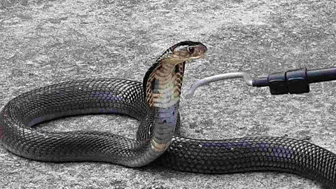 กู้ภัยสาวอ่างทอง นำทีมบุกจับ "งูเห่า" ตัวใหญ่ ซ่อนตัวในกองไม้วัดดัง (คลิป)