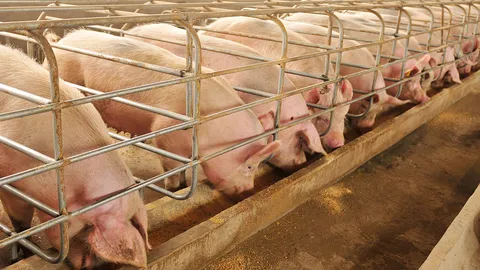 เรื่องหมู...หมูของกลุ่มทุนใหญ่