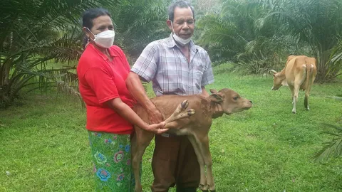 คอหวยไม่พลาดตีเลข วัวชนชื่อดังเมืองตรัง คลอดลูกมี 5 ขา 2 กีบ (คลิป)