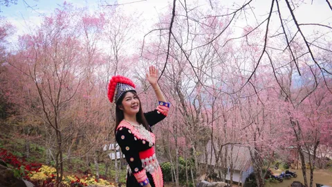 ดอกนางพญาเสือโคร่งที่ดอยผาตั้ง บานสะพรั่งเป็นสีชมพู ต้อนรับ นทท.ถึง ก.พ.65