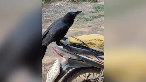 "สมชาย" อีกาขี้วีน เจ้าของบ่น จิกเบาะรถพัง เจอถามกลับ "ทำไม" (คลิป)