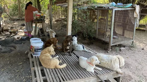 น้องหมา 40 ชีวิตนั่งหิวโซร่วมสัปดาห์ หลังคุณตาเจ้าของตายแล้ว ไม่มีใครอุปการะ (คลิป)