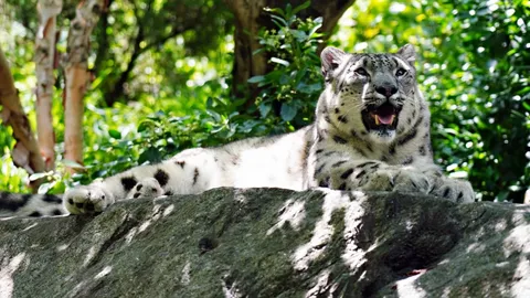 เศร้า เสือดาวหิมะ สวนสัตว์อิลลินอยส์ ตายหลังติดเชื้อโควิด-19