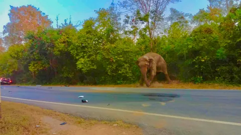 หนุ่งซิ่งกระบะชนช้างป่าสลักพระ รถพังยับเจ็บ 2 ส่วนช้างเจ็บหนีเข้าป่า (คลิป)