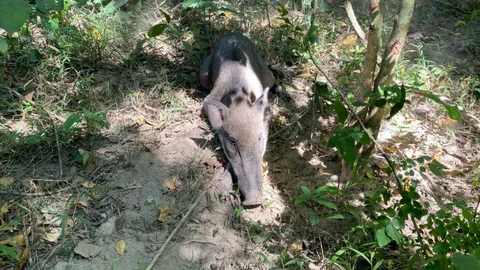 พบหมูป่าติด "แร้วเชือก" วางดักในอช.ห้วยยาง ปลดช่วยชีวิต (คลิป)