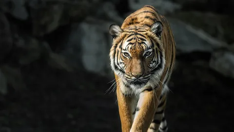 ยิงเสือโคร่งมาเลเซีย หลังขย้ำชาวบ้านดับ