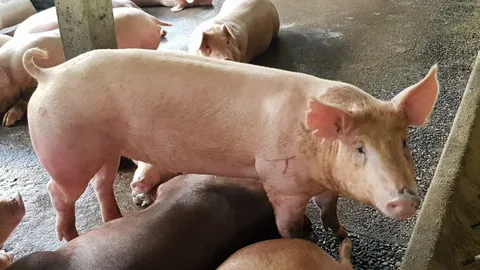 เคาะ 574 ล้าน จ่ายชดเชยทำลายหมูโรค ASF คาดปีนี้ไทยผลิตวัคซีนที่แรกของโลก