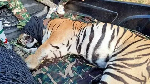 จนท.อุทยานฯ จับได้แล้ว "ธนากร" เสือโคร่งหนุ่ม ส่งคืนป่าลึกห้วยขาแข้ง