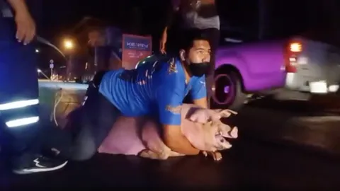 อู๊ดหนีตาย โดดลงรถไม่ไปโรงเชือด ดิ้นสู้สุดฤทธิ์ เล่นเอากู้ภัยเหนื่อย