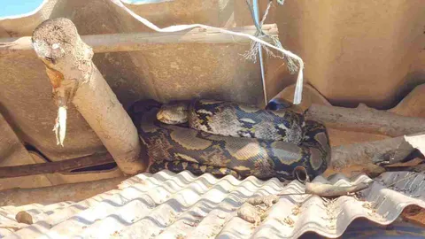 งูเหลือมมาดูลิเก กลับไม่ถูกแอบนอนบนร้านหอยพอก ป้าเจ้าของขอกู้ภัยช่วยจับ (คลิป)