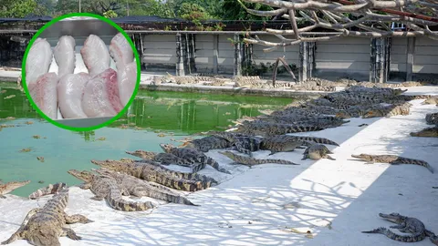 ยอดกระฉูด