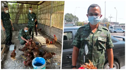 ทำบุญกลางไฟแดง สาวลพบุรีกับทหาร ร่วมไถ่ชีวิตไก่ 20 ตัวรอดไม่ถูกเชือด