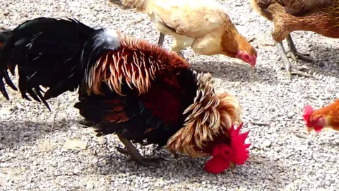 สวยแปลก "ไก่ขนทวน" เจ้าของบอก คนมาขอซื้อ แต่ไม่ขาย ตั้งใจเลี้ยงไว้ดูเล่น (คลิป)