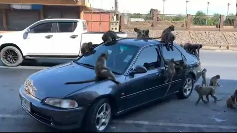 เตือนภัย จอดรถระวัง "ลิง" หน้าศาลพระกาฬ ท่านไหว้เสร็จ รถอาจจะพัง (คลิป)