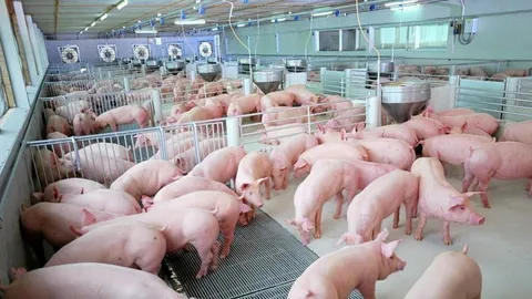 ไม่ต้องระบบปิด ฟาร์มเล็กก็รอดได้