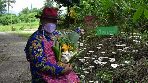 เพาะเลี้ยงเห็ดโคนเงินแสน