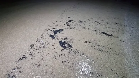 คลื่นซัด "คราบน้ำมัน" โผล่หาดแม่รำพึง รอผู้เชี่ยวชาญยืนยันที่มา