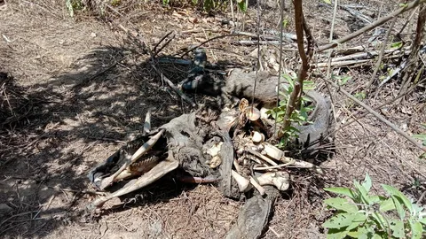 ผวา 3 เสือโคร่ง สั่งปิดพื้นที่ 90 วัน รอยต่ออุทยาน จัดทีมเฝ้าระวัง! ผลักกลับป่าลึก