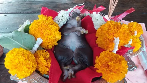 ลูกหมูป่าคลอดออกมาตาย เหมือนแฝดสยาม แต่มีหัวเดียว คนตาดีเห็น "เลขเด็ด" ที่ท้อง