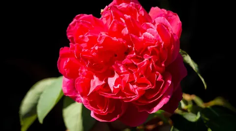 รู้จัก “กุหลาบพันธุ์วาเลนไทน์” พร้อมความหมายสีแดงและสีขาว