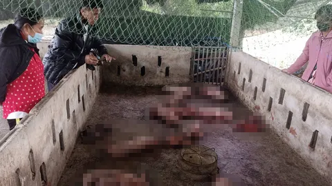 เร่งล่ามือฆ่าลูกหมูยกคอก แทงโหดไส้ทะลัก คาดฝีมืคนและสัตว์