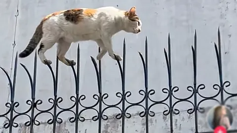 เหตุที่ต้องมี 9 ชีวิต แมวเหมียวโชว์กายกรรม เดินเฉิดฉายบนรั้วเหล็กแหลม