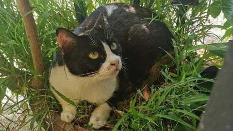 แมวฟักไข่แทนแม่ไก่ สาวพังงาคว้ามือถือถ่ายคลิป โชว์ความน่ารักของสัตว์โลก (คลิป)